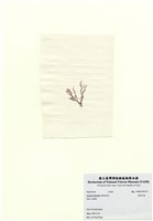 藏品(長枝沙菜)的圖片
